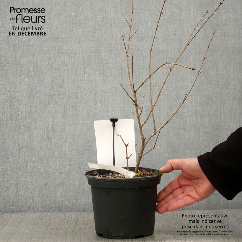 Esemplare di Melograno Provenza - Punica granatum Vaso da 1,5L/2L, Multifusto come consegnato in autunno