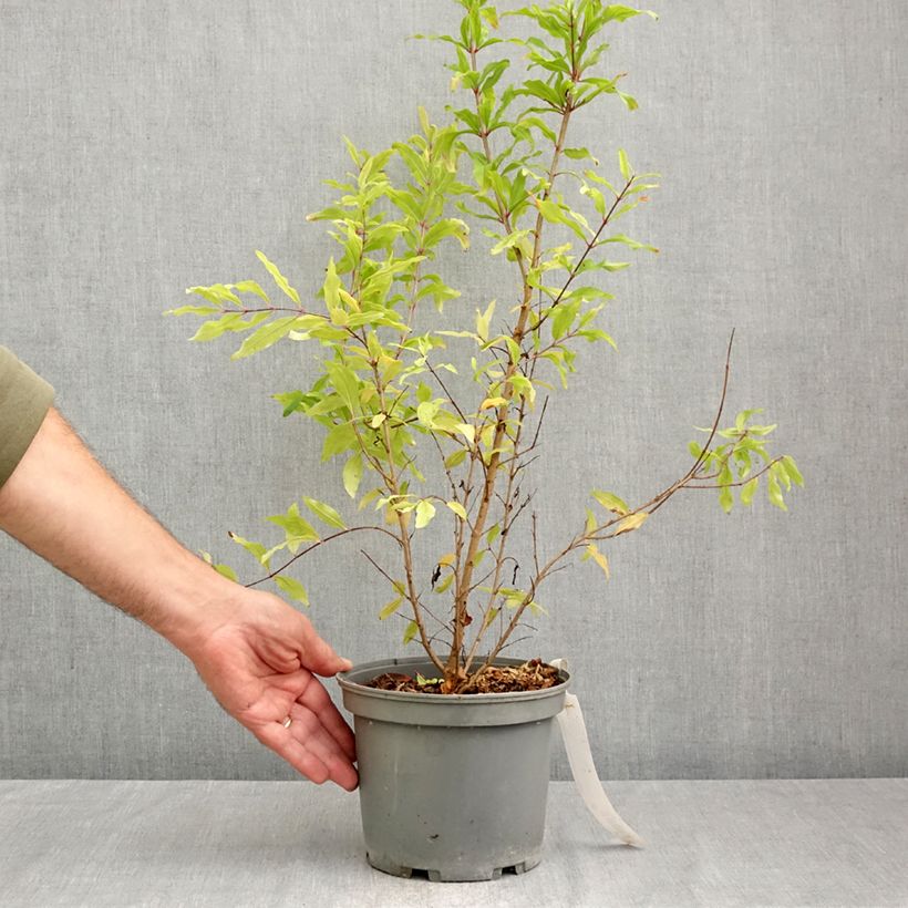 Esemplare di Melograno Wonderful - Punica granatum Vaso da 3L/4L, Multifusto come consegnato in autunno