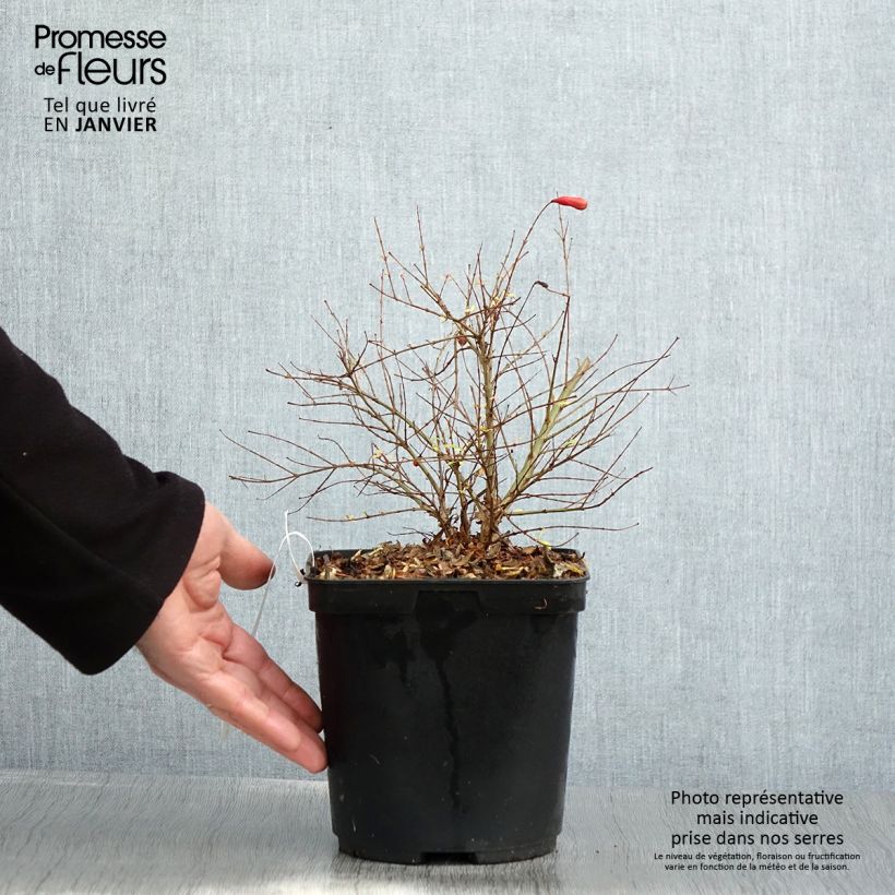 Melograno Chico - Punica granatum Vaso da 3L/4L, Multifusto esemplare consegnato in inverno