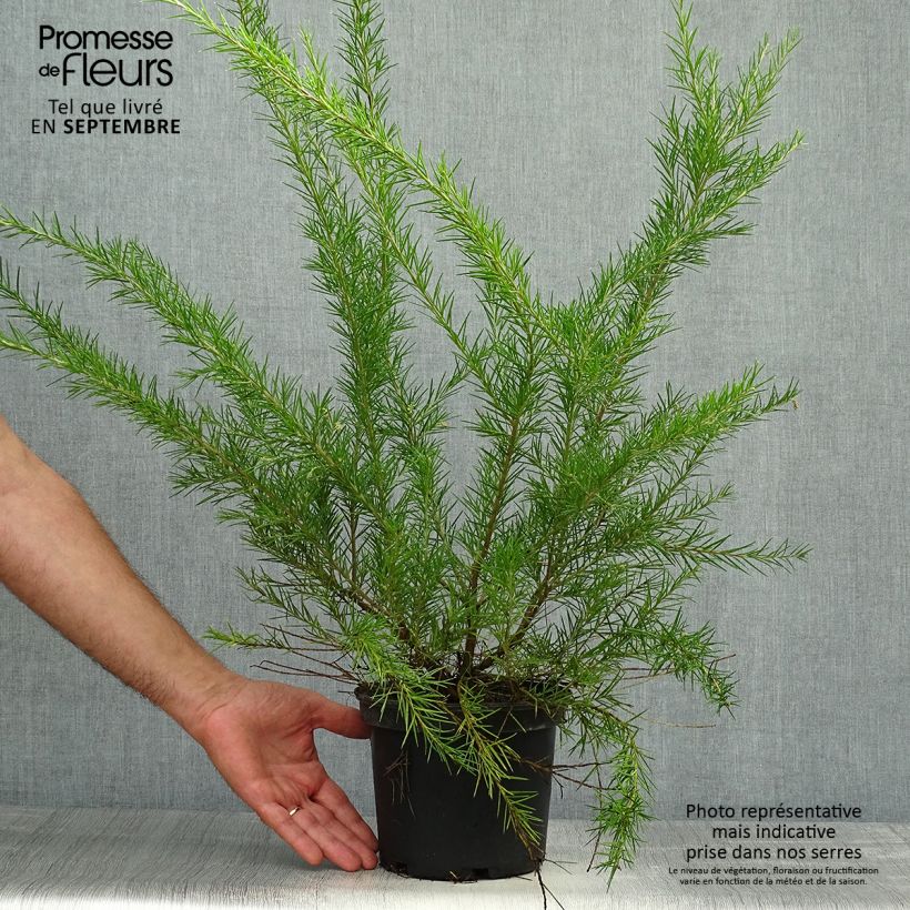 Esemplare di Grevillea Canberra Gem Vaso da 2L/3L come consegnato in autunno