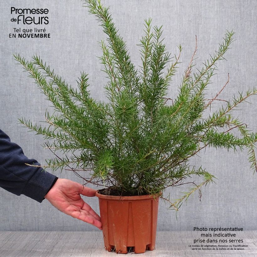 Esemplare di Grevillea juniperina Vaso da 2L/3L come consegnato in autunno