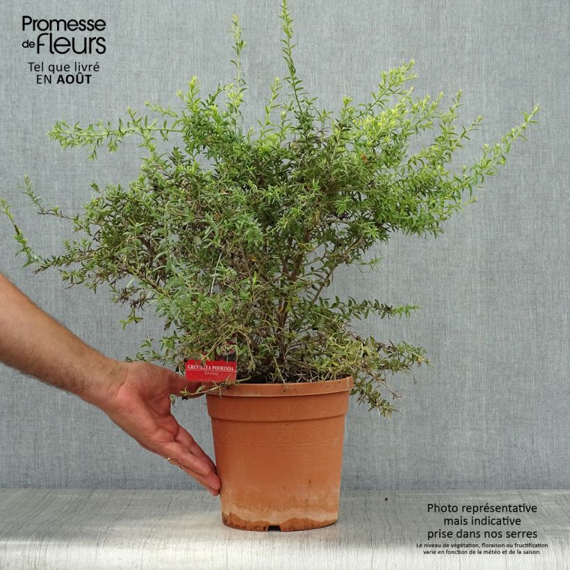 Esemplare di Grevillea Poorinda Rondeau Vaso da 3L/4L, A cespuglio consegnato in estate