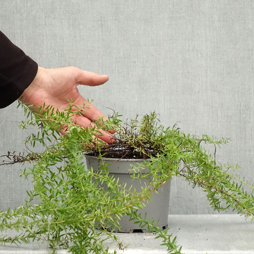 Esemplare di Grevillea prostrata Aurea Vaso da 2L/3L come consegnato in autunno