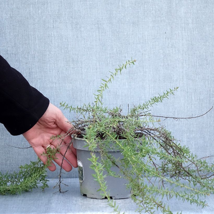 Grevillea prostrata Aurea Vaso da 2L/3L esemplare consegnato in inverno