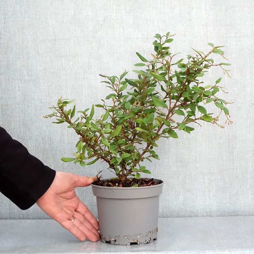 Grevillea rhyolitica Vaso da 2L/3L esemplare consegnato in inverno