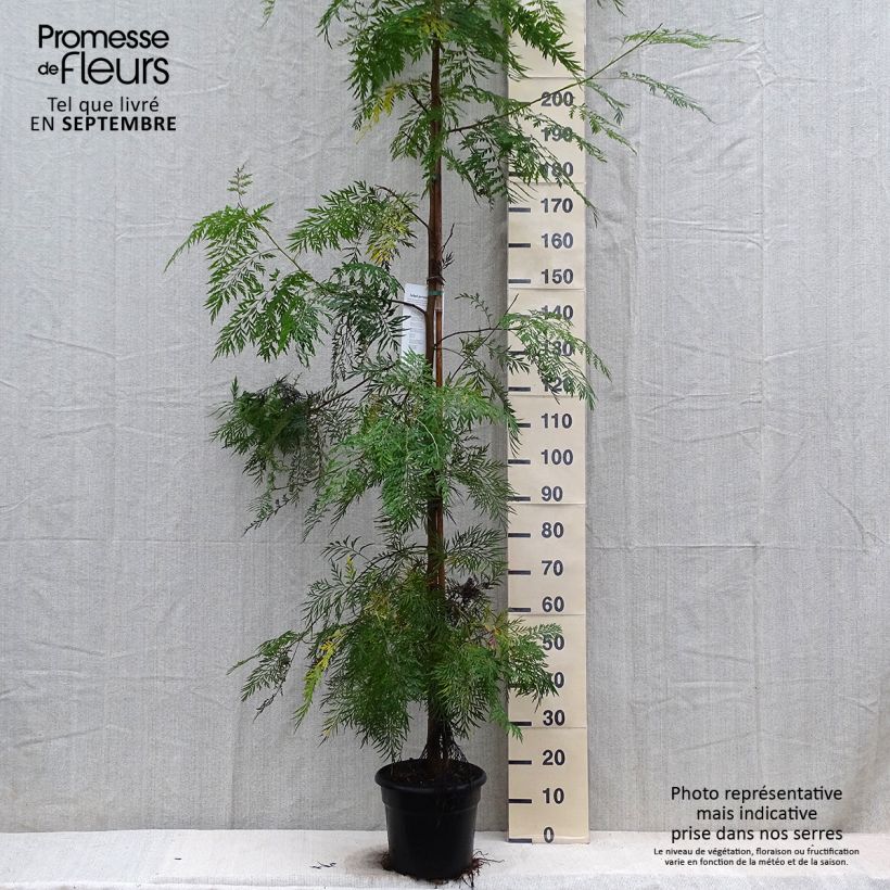 Esemplare di Grevillea robusta Vaso da 7,5L/10L come consegnato in autunno