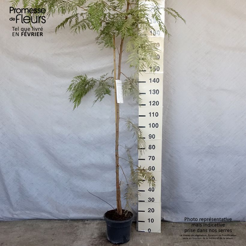 Grevillea robusta Vaso da 7,5L/10L esemplare consegnato in inverno