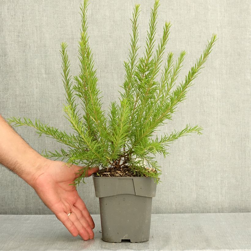 Esemplare di Grevillea rosmarinifolia Rosa Jenkinsii Vaso da 2L/3L consegnato in estate