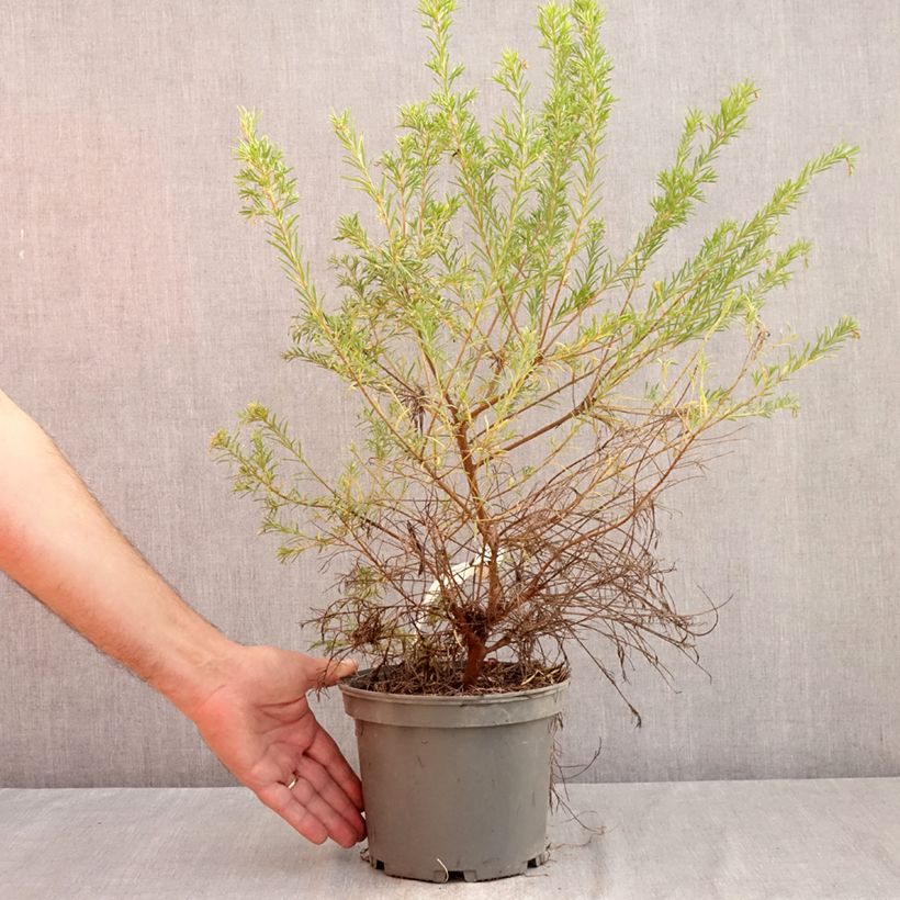 Esemplare di Grevillea rosmarinifolia Rosa Jenkinsii Vaso da 3L/4L consegnato in estate