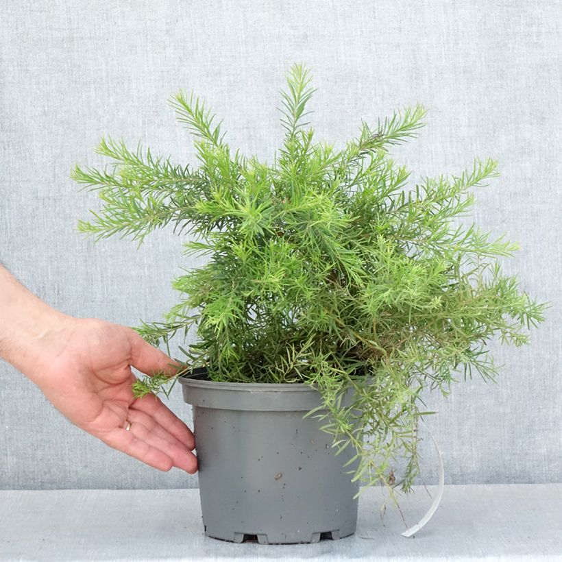 Grevillea rosmarinifolia Rosa Jenkinsii Vaso da 3L/4L esemplare consegnato in primavera