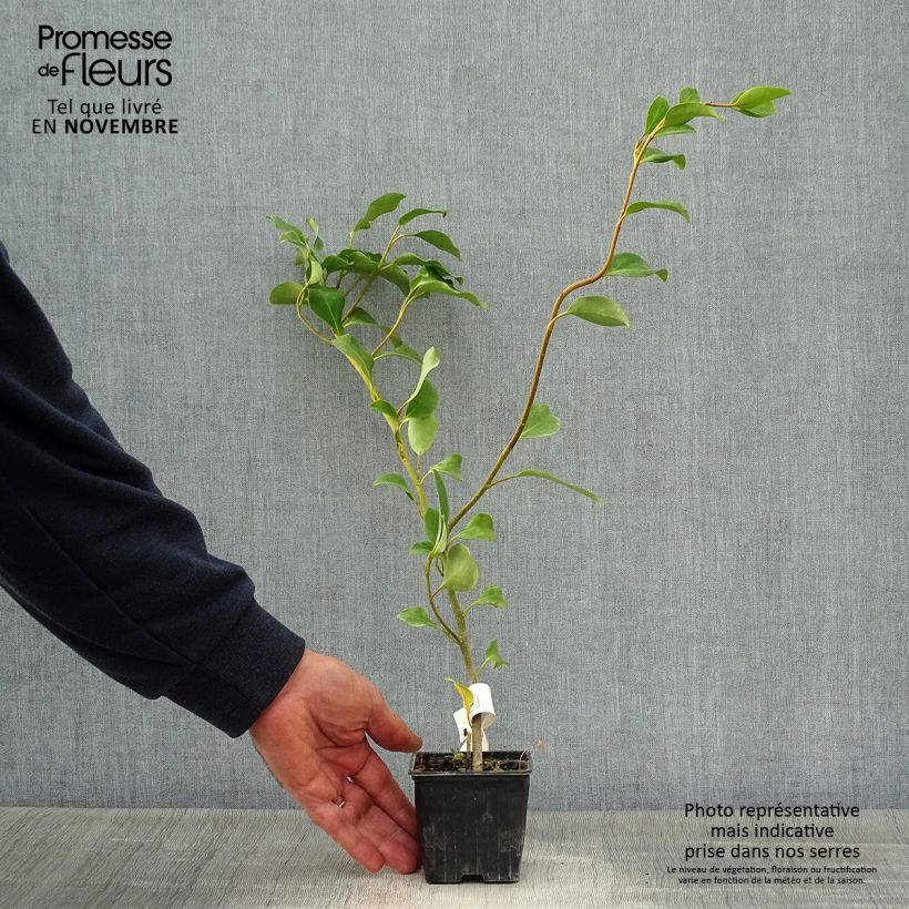 Esemplare di Griselinia lucida Vasetto da 8/9 cm come consegnato in autunno