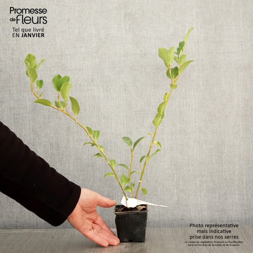 Griselinia lucida Vasetto da 8/9 cm esemplare consegnato in inverno