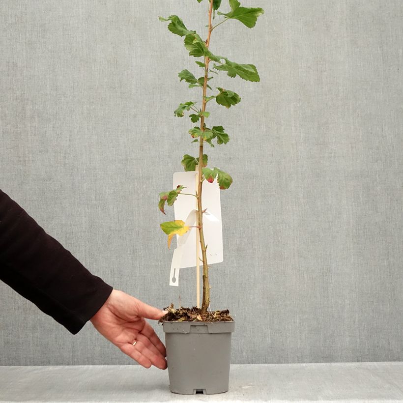 Esemplare di Groseillier à fleurs Pulborough Scarlet - Ribes sanguineum  Pot de 2L/3L come consegnato in autunno