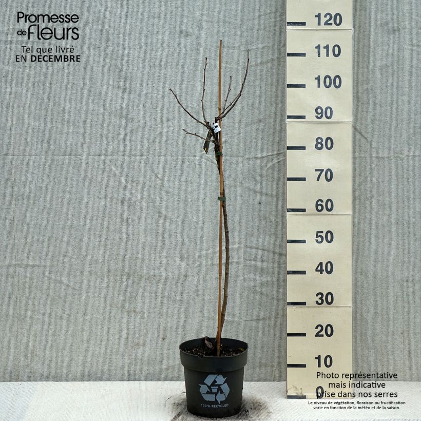 Ribes bianco Weiße aus Jüterbog Vaso da 6L/7L esemplare consegnato in inverno