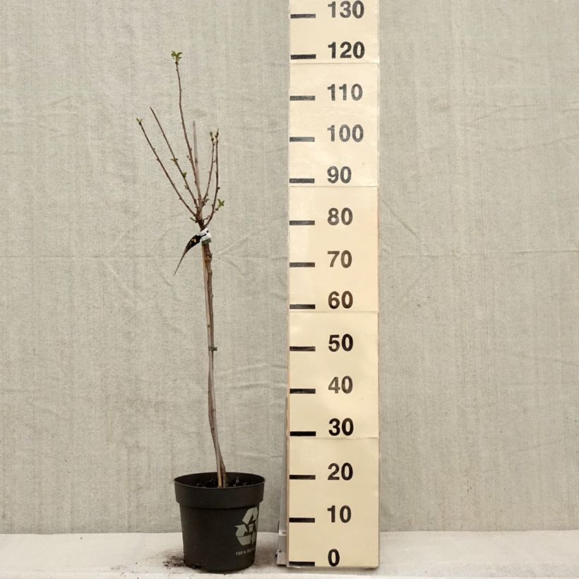 Ribes bianco Weiße aus Jüterbog Vaso da 6L/7L, Vaso impalcato esemplare consegnato in primavera