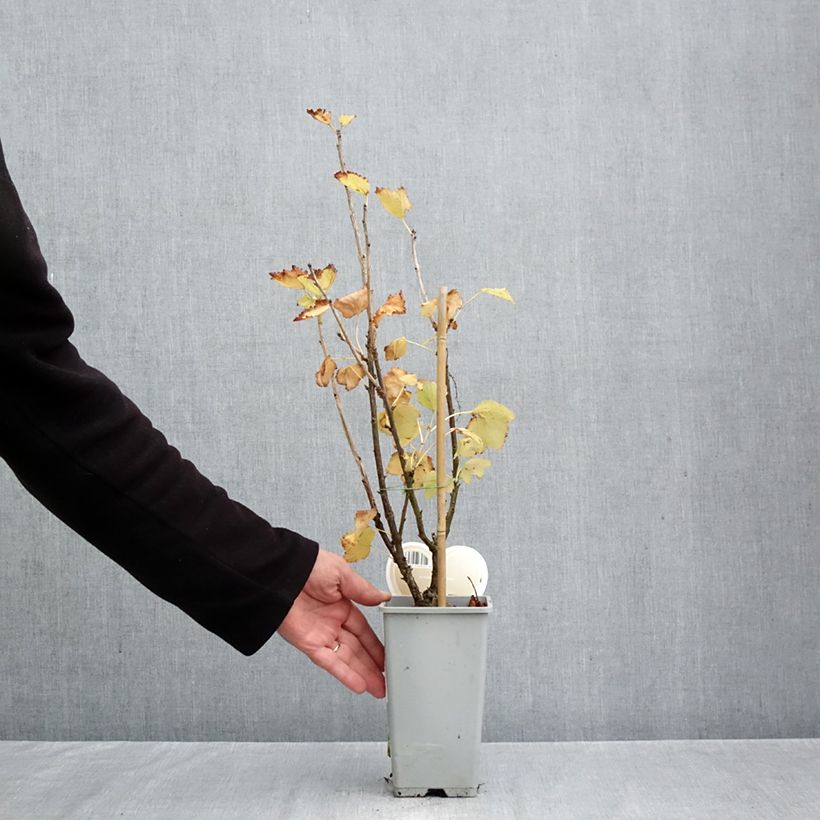 Esemplare di Ribes bianco Werdavia Vaso da 2L/3L, Vaso impalcato medio come consegnato in autunno