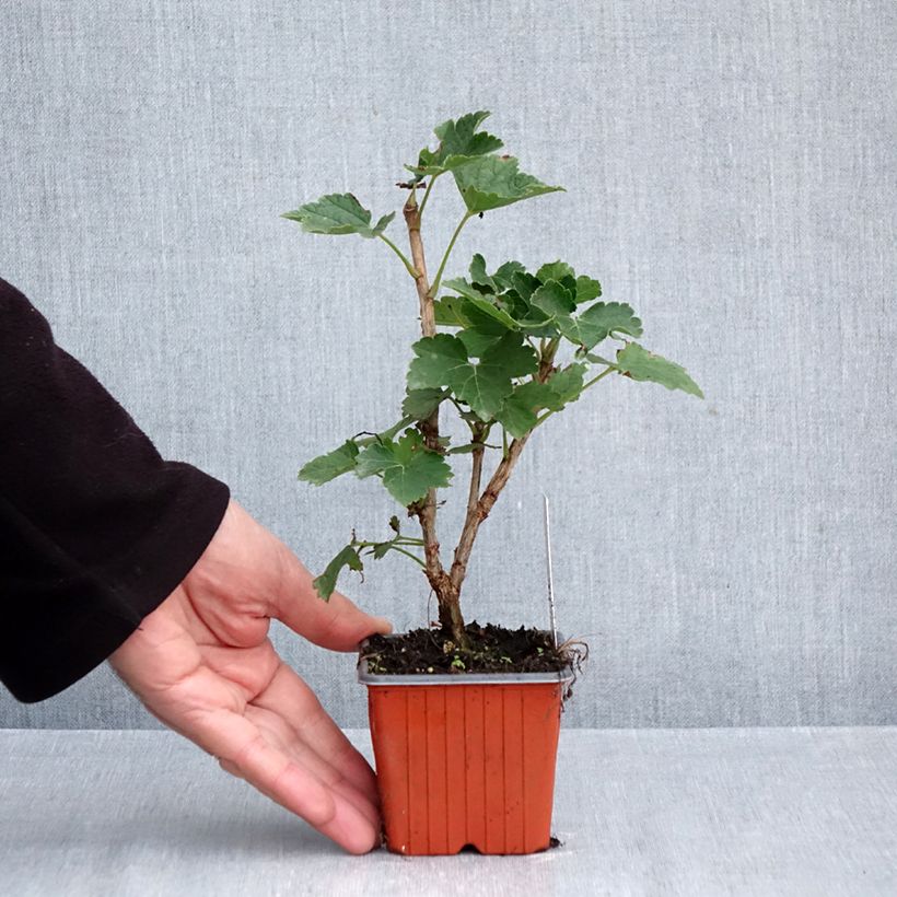 Esemplare di Ribes bianco Zitavia Vasetto da 8/9 cm come consegnato in autunno