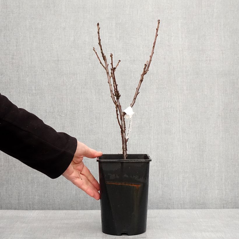 Ribes bianco Zitavia Vaso da 2L/3L, Multifusto esemplare consegnato in inverno