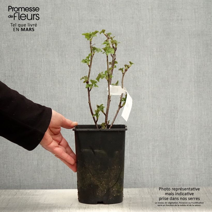 Ribes bianco Zitavia Vaso da 2L/3L, Multifusto esemplare consegnato in primavera