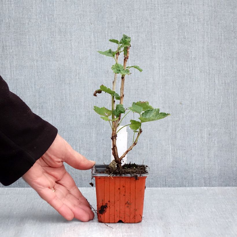 Esemplare di Ribes rosso Jonkheer van Tets Vasetto da 8/9 cm come consegnato in autunno