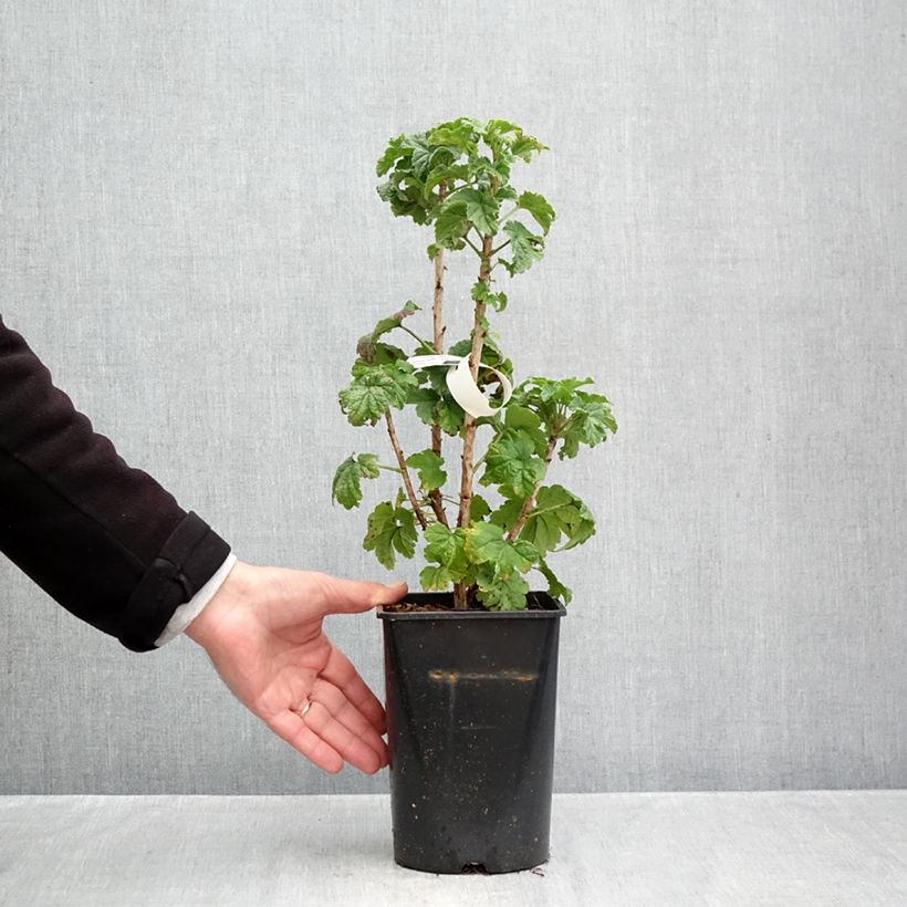 Esemplare di Ribes rosso Junifer Vaso da 2L/3L, A cespuglio come consegnato in autunno