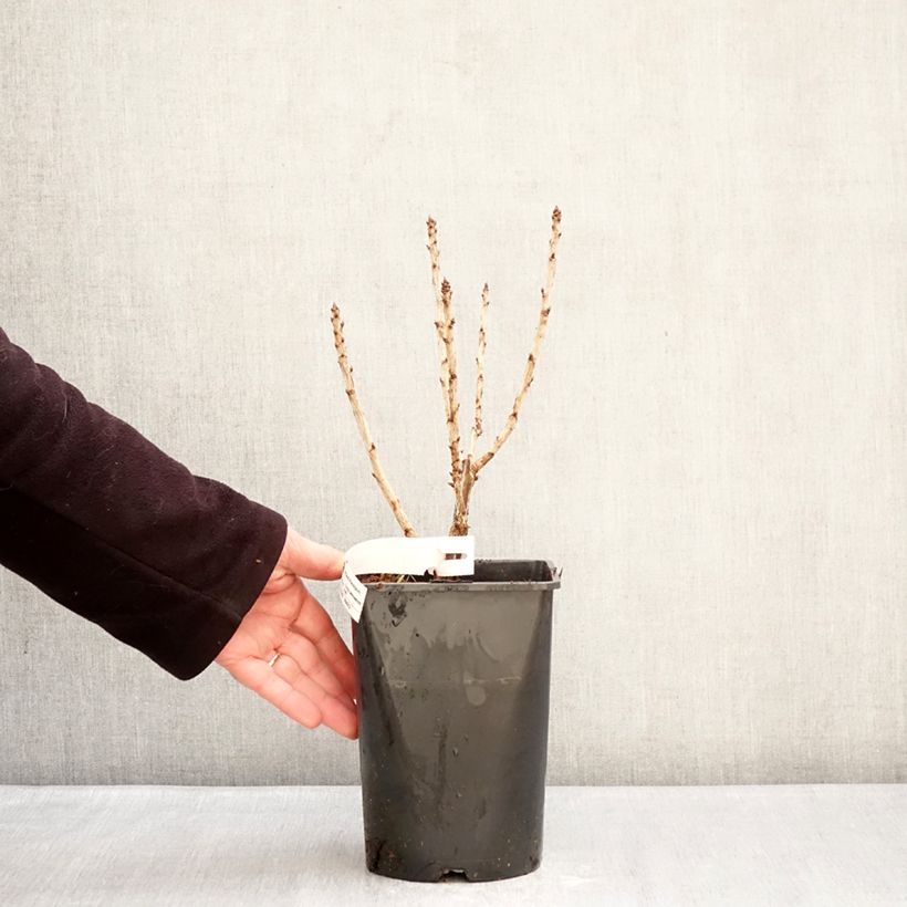 Ribes rosso Junifer Vaso da 2L/3L, A cespuglio esemplare consegnato in inverno