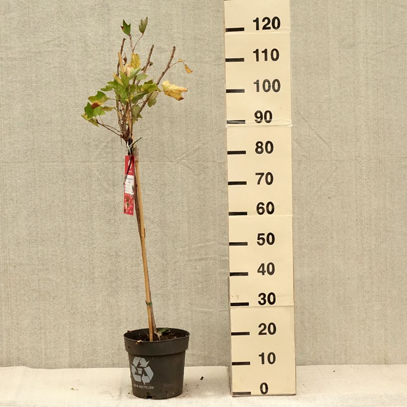 Esemplare di Ribes rosso Rolan Vaso da 6L/7L come consegnato in autunno
