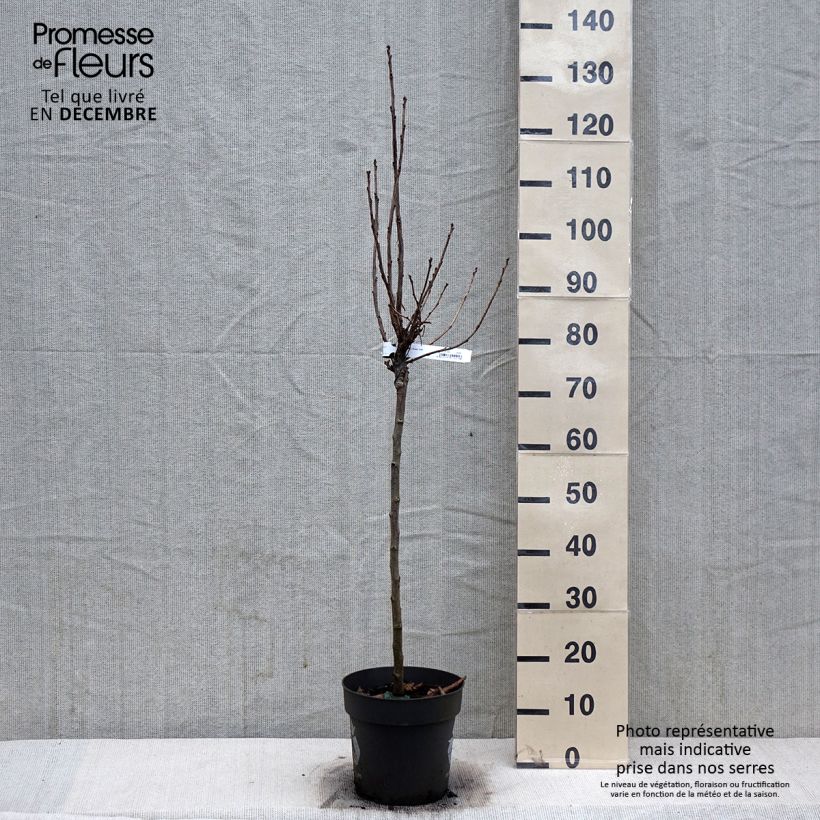 Ribes rosso Rolan Vaso da 6L/7L esemplare consegnato in inverno