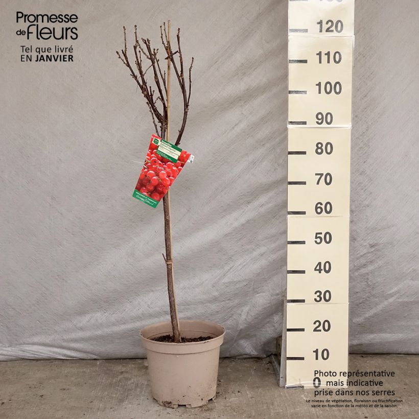 Ribes rosso Delbard Giganta Bosron Vaso da 7,5L/10L, Vaso impalcato basso esemplare consegnato in inverno