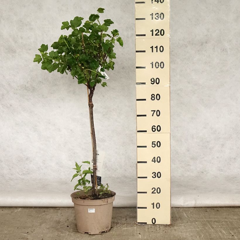 Ribes rosso Delbard Giganta Bosron Vaso da 7,5L/10L, Vaso impalcato basso esemplare consegnato in primavera