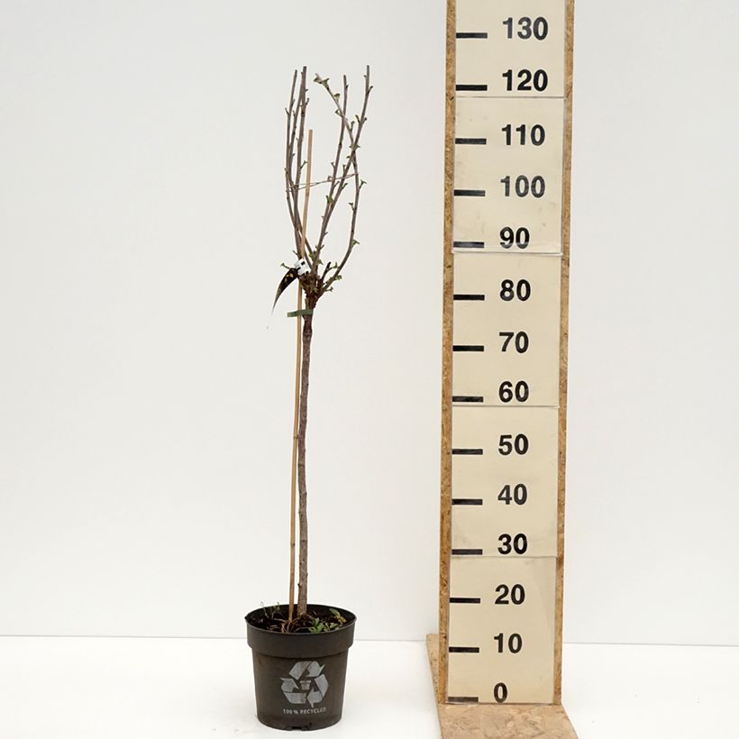 Ribes rosso Ribest Babette Vaso da 6L/7L, Vaso impalcato esemplare consegnato in primavera