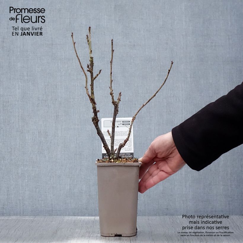 Ribes rosso Ribest Lisette Vaso da 1,5L/2L esemplare consegnato in inverno