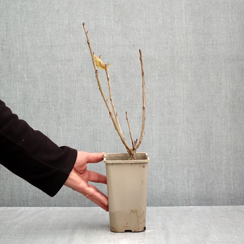 Esemplare di Ribes rosso Ribest Sonette Vaso da 1,5L/2L come consegnato in autunno