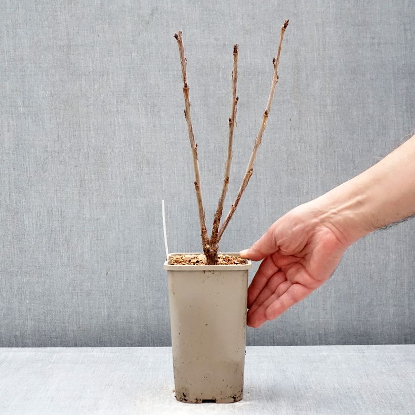 Ribes rosso Ribest Sonette Vaso da 1,5L/2L esemplare consegnato in inverno