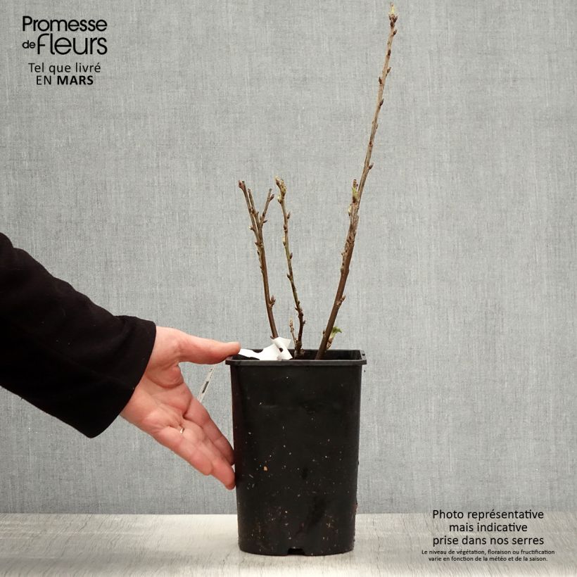 Ribes rosso Rosetta Vaso da 2L/3L, Multifusto esemplare consegnato in primavera