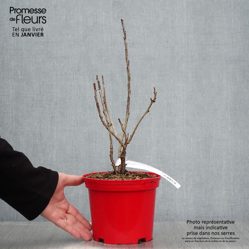 Ribes rosso Versaillaise Vaso da 1,5L/2L esemplare consegnato in inverno