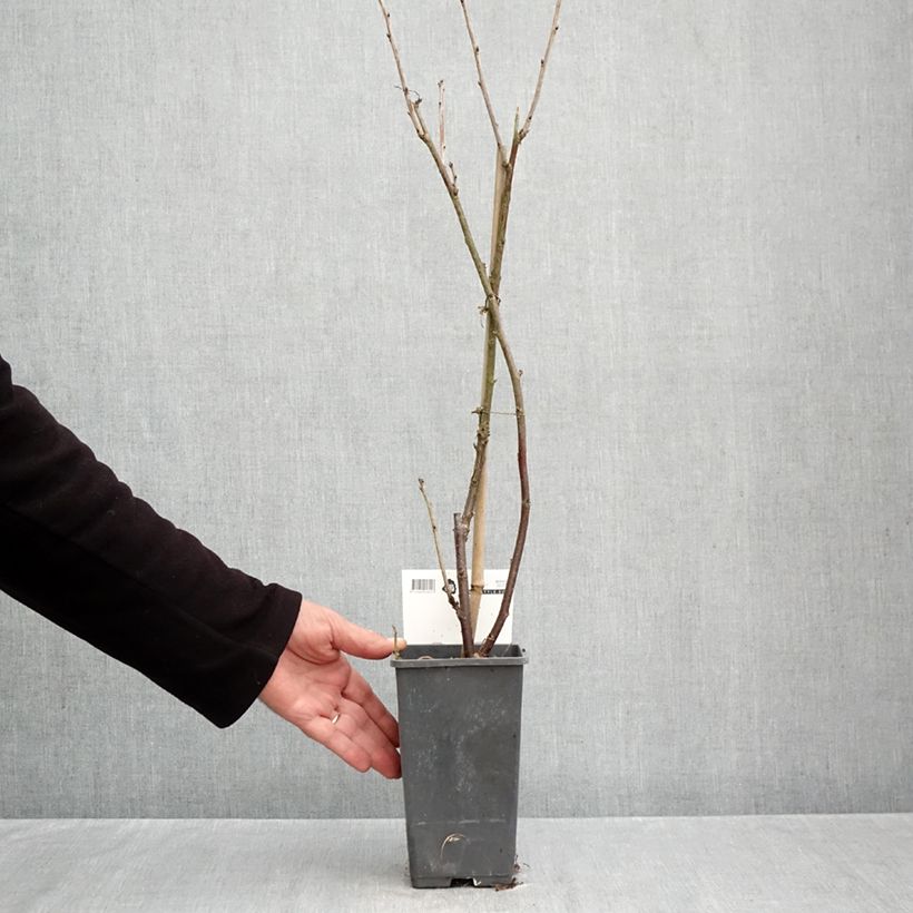 Esemplare di Ribes rosso Versaillaise Vaso da 4L/5L come consegnato in autunno