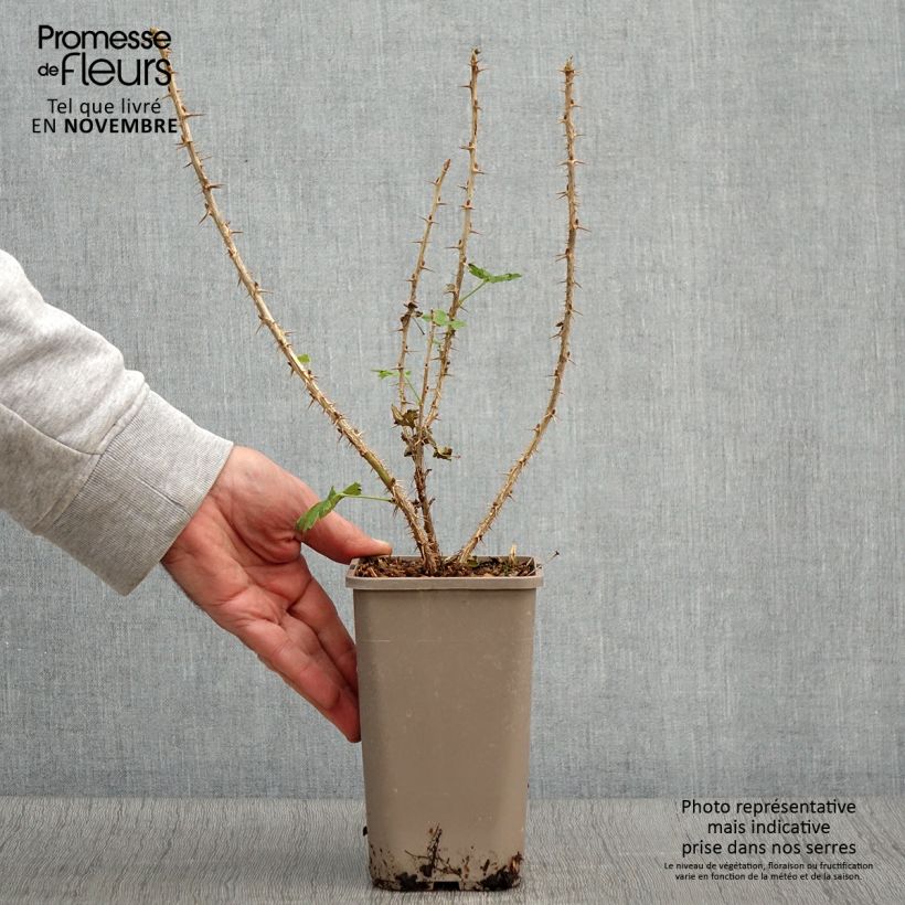 Esemplare di Uva-spina Crispa Goldling Vaso da 1,5L/2L come consegnato in autunno
