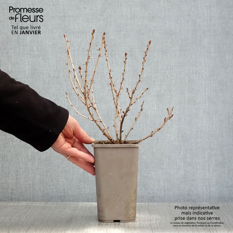 Uva-spina Easycrisp Mr Green Vaso da 1,5L/2L esemplare consegnato in inverno