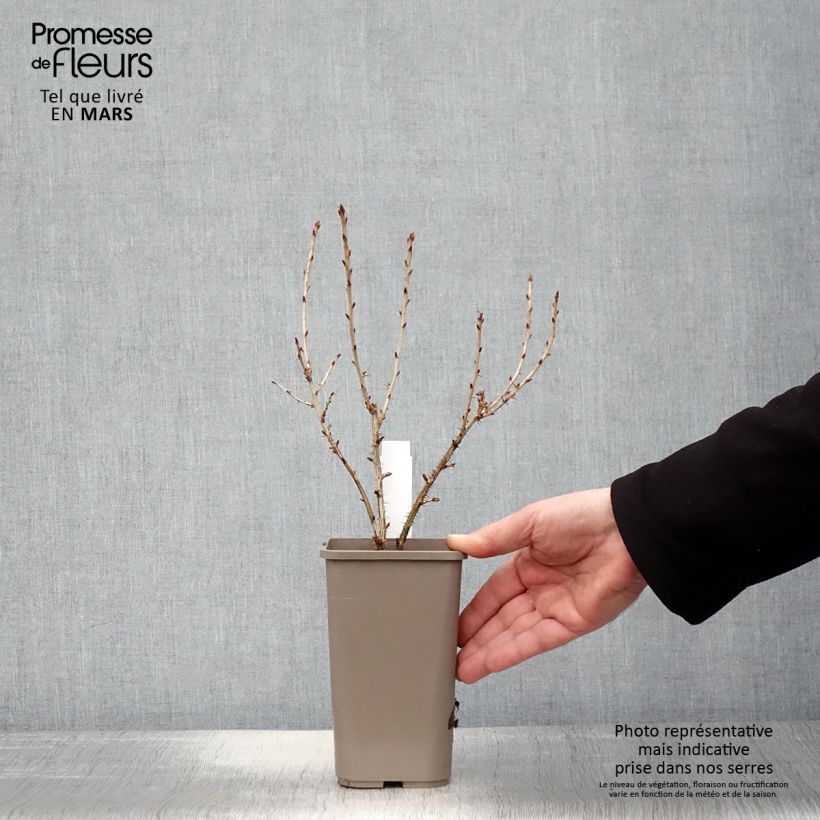 Uva-spina Easycrisp Mr Green Vaso da 1,5L/2L esemplare consegnato in primavera