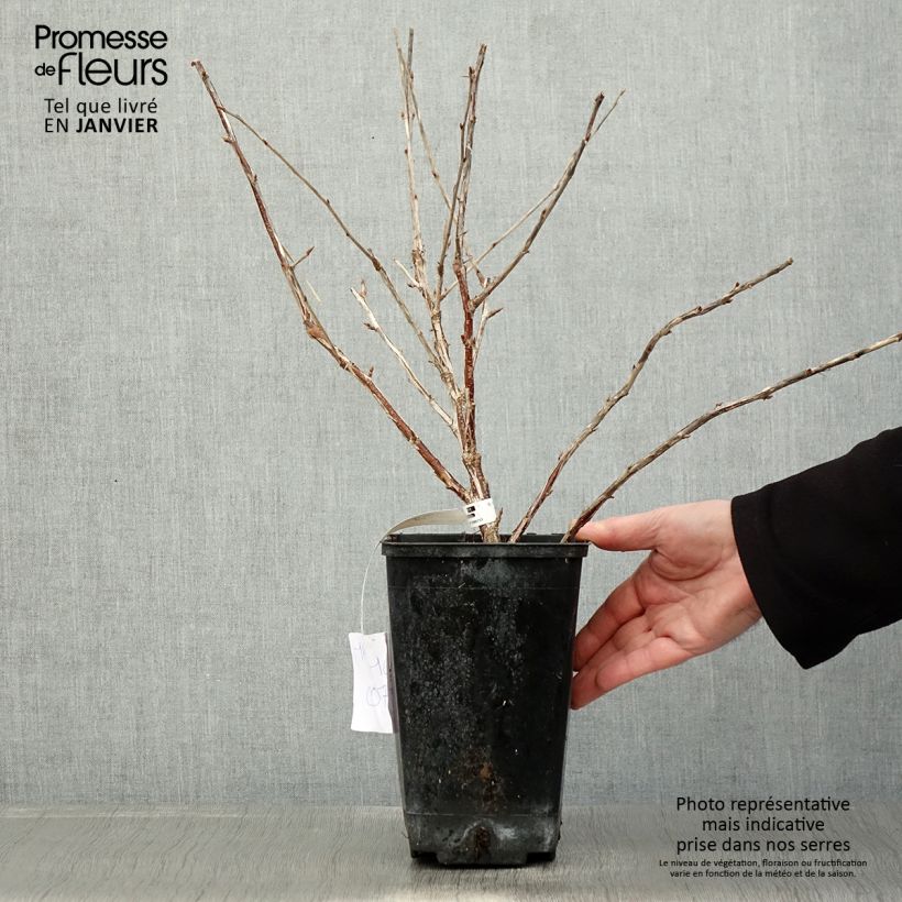 Uva-spina Freedonia Vaso da 1,5L/2L esemplare consegnato in inverno