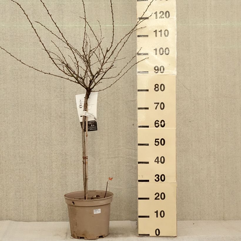 Esemplare di Uva-spina Invicta Vaso da 7,5L/10L, Vaso impalcato basso come consegnato in autunno