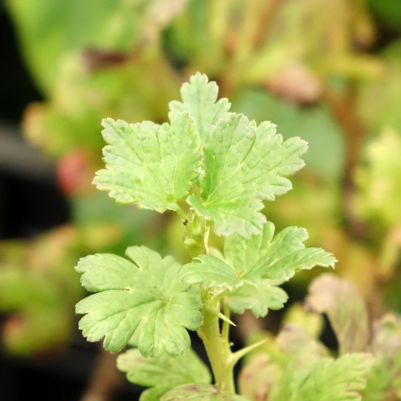 Uva-spina Lady Sun (Fogliame)