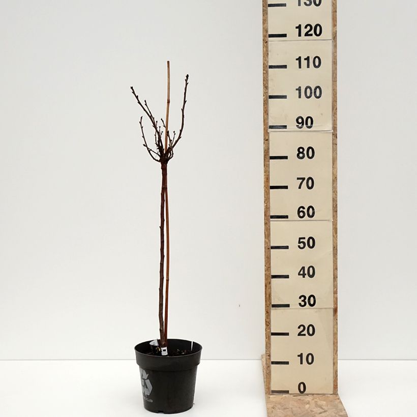 Uva-spina Crispa Darling Vaso da 6L/7L esemplare consegnato in inverno