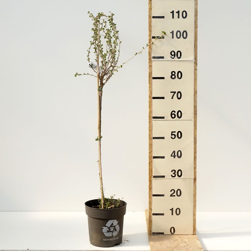 Uva-spina Crispa Darling Vaso da 6L/7L, Vaso impalcato esemplare consegnato in primavera