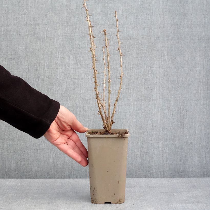 Uva-spina Crispa Goldling Vaso da 1,5L/2L esemplare consegnato in inverno