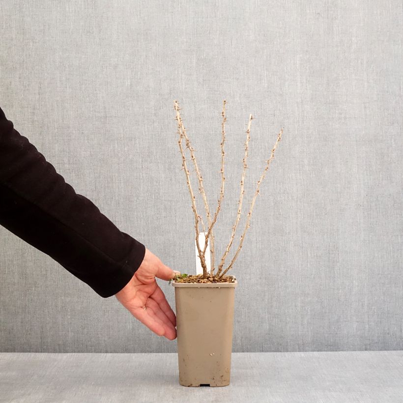 Uva-spina Crispa Greenling Vaso da 1,5L/2L, Multifusto esemplare consegnato in inverno