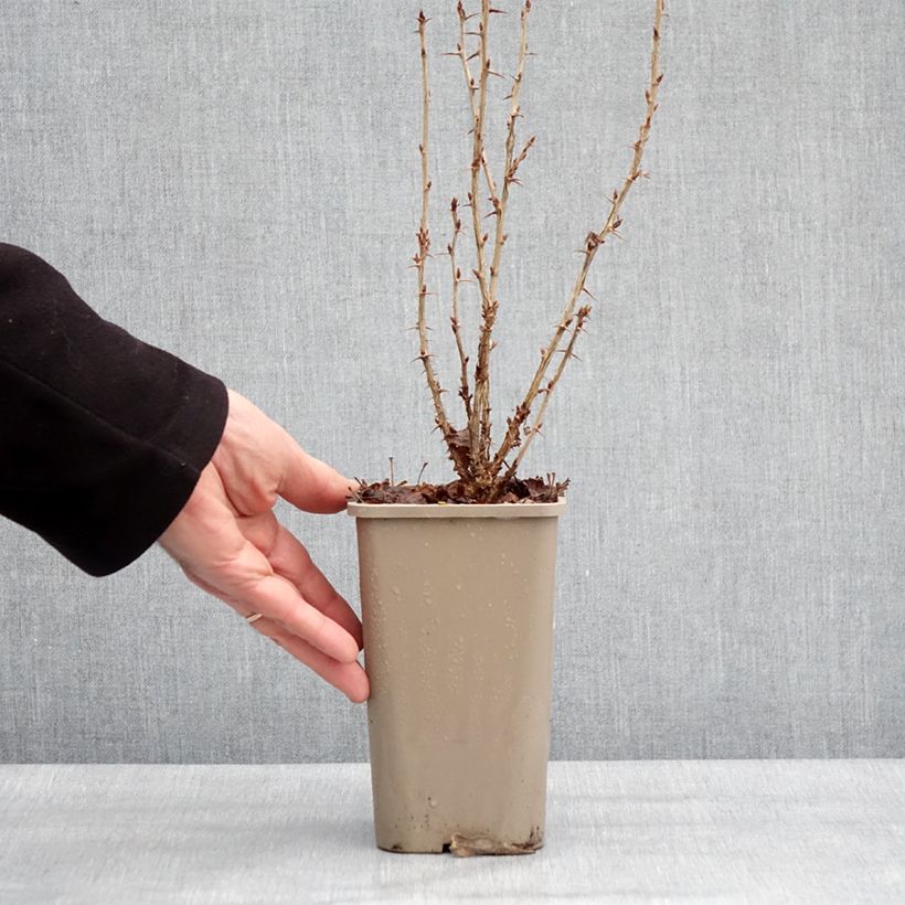 Uva-spina Crispa Nibbling Vaso da 1,5L/2L, Multifusto esemplare consegnato in inverno