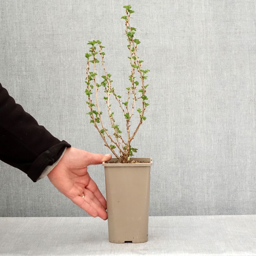 Uva-spina Crispa Nibbling Vaso da 1,5L/2L, Multifusto esemplare consegnato in primavera