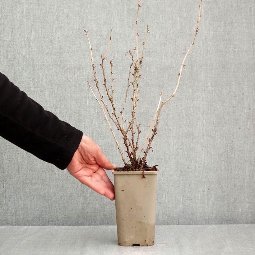 Esemplare di Uva-spina Crispa Nibbling Vaso da 1,5L/2L, Multifusto come consegnato in autunno